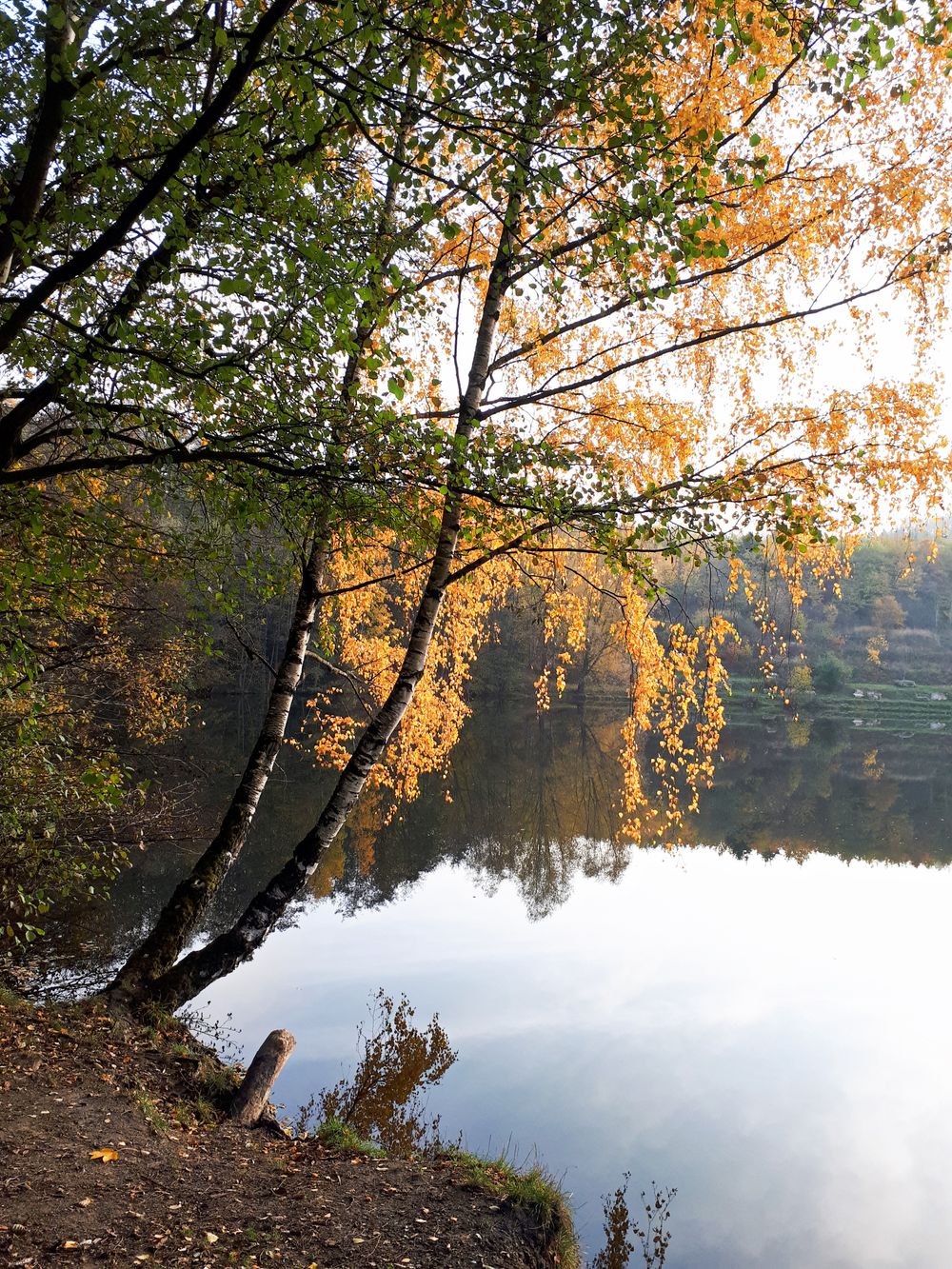 Birch trees along a calm lake shore