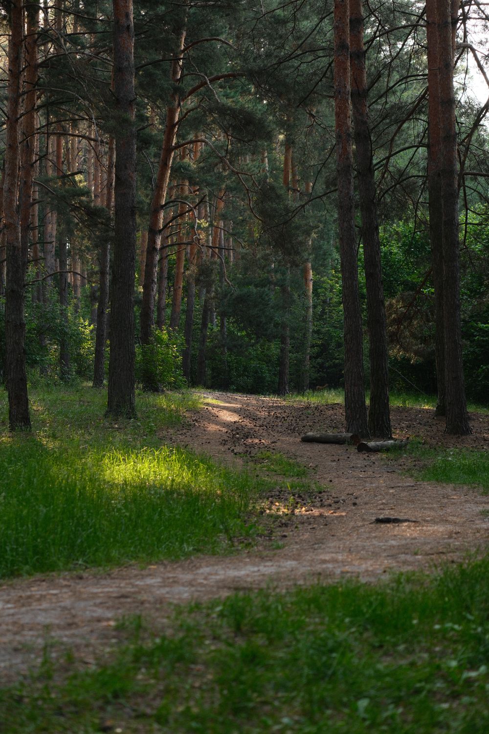 Sunlight on a path through a pine forest